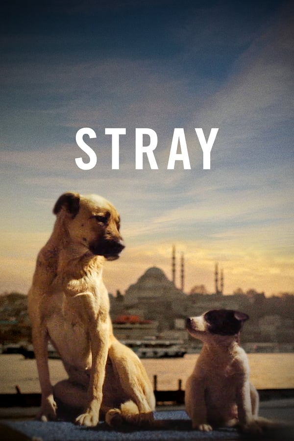 Stray (2020) izle